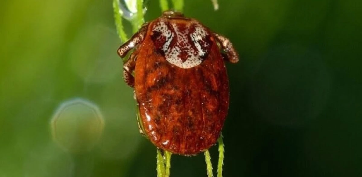 Aplicación de insecticidas concentrados contra garrapatas