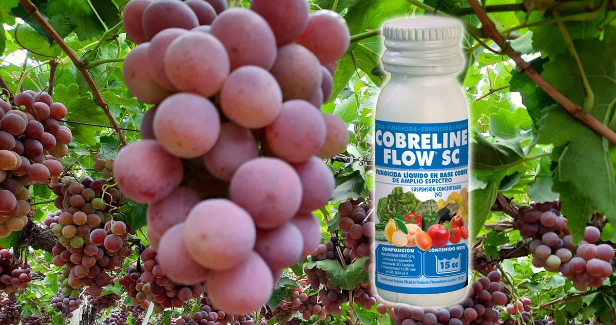 COBRELINE FLOW Fungicida preventivo