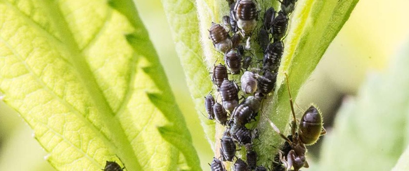 Productos contra bichos en árboles y plantas