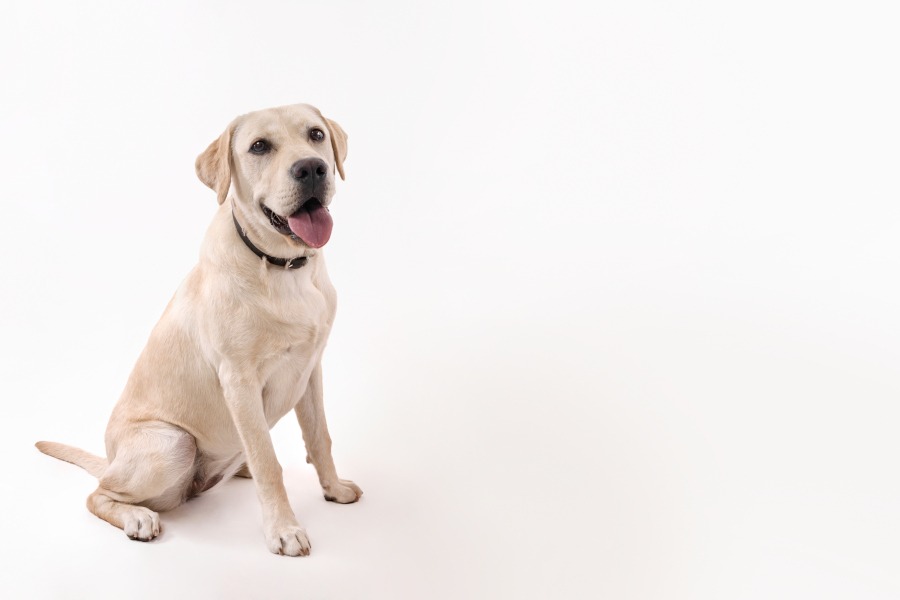 Arion Friends Bravo: lo mejor para tu perro