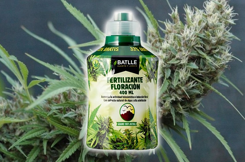 ECOYERBA COGOLLOS MARIHUANA